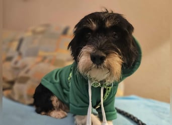 Cutie - ein zartes sensibles Hundemädel (61184 Karben)