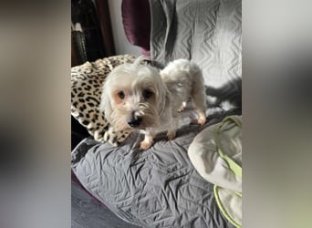 Olias ist ein sanfter, feinfühliger Hund (25451 Quickborn)