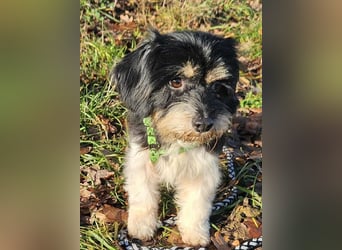 Cutie - ein zartes sensibles Hundemädel (61184 Karben)