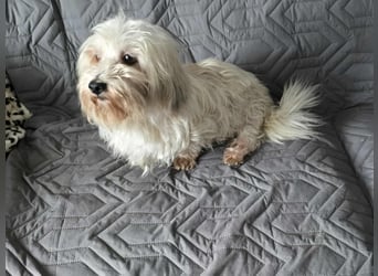 Olias ist ein sanfter, feinfühliger Hund (25451 Quickborn)