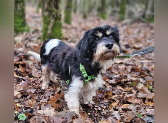 Cutie - ein zartes sensibles Hundemädel (61184 Karben)