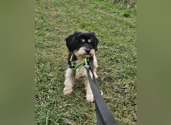 Cutie - ein zartes sensibles Hundemädel (61184 Karben)