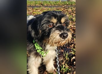 Cutie - ein zartes sensibles Hundemädel (61184 Karben)