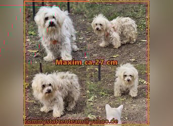 Maxim sucht ein ruhiges Zuhause
