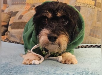 Cutie - ein zartes sensibles Hundemädel (61184 Karben)