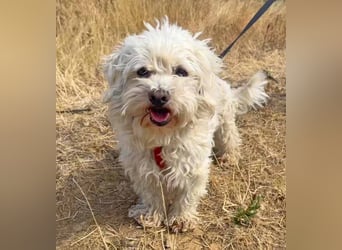 Bichon Malteser Happy geb. 01/2022 wartet auf ein liebevolles Zuhause