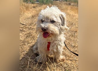 Bichon Malteser Happy geb. 01/2022 wartet auf ein liebevolles Zuhause