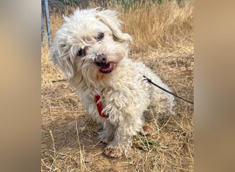 Bichon Malteser Happy geb. 01/2022 wartet auf ein liebevolles Zuhause