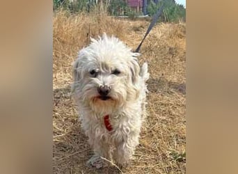 Bichon Malteser Happy geb. 01/2022 wartet auf ein liebevolles Zuhause