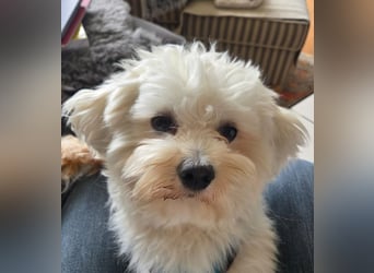 Fluffy – ein Hund von Format