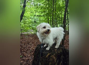 Fluffy – ein Hund von Format
