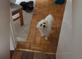 Fluffy – ein Hund von Format
