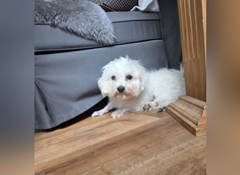 Fluffy – ein Hund von Format