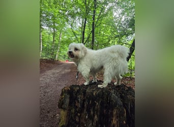 Fluffy – ein Hund von Format