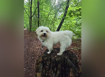 Fluffy – ein Hund von Format