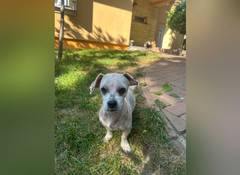 Kleine Maus sucht ein Zuhause Kleine Maus sucht ein Zuhause