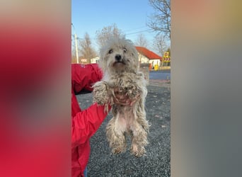 Malteser Mix Maus sucht ihr Glück