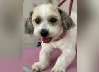 Monty sucht sein Glück