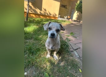 Kleine Maus sucht ein Zuhause Kleine Maus sucht ein Zuhause