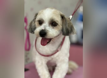 Monty sucht sein Glück