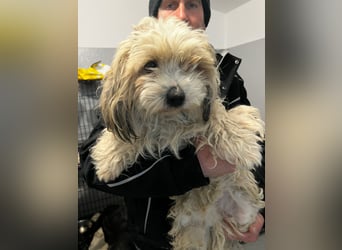 Monty sucht sein Glück