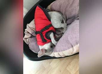 Fibi freut sich auf Deinen Besuch