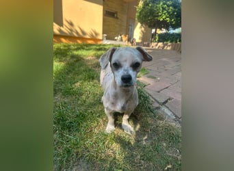 Kleine Maus sucht ein Zuhause Kleine Maus sucht ein Zuhause