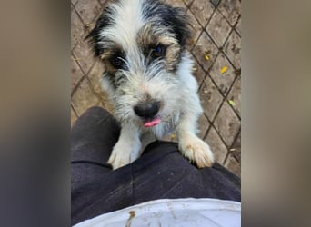 SISSICA ♥ - Gerettet von der Straße nahe Slatina/Rumänien