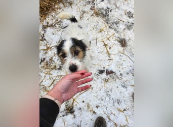 SISSICA ♥ - Gerettet von der Straße nahe Slatina/Rumänien