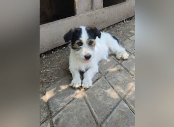 SISSICA ♥ - Gerettet von der Straße nahe Slatina/Rumänien