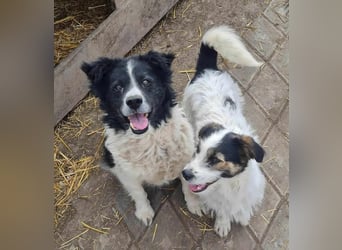 SISSICA ♥ - Gerettet von der Straße nahe Slatina/Rumänien