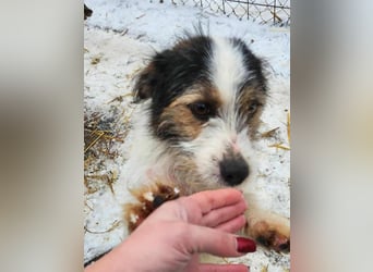 SISSICA ♥ - Gerettet von der Straße nahe Slatina/Rumänien