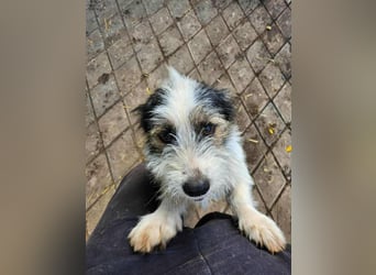 SISSICA ♥ - Gerettet von der Straße nahe Slatina/Rumänien