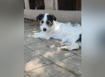 SISSICA ♥ - Gerettet von der Straße nahe Slatina/Rumänien