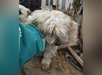 Fred - genießt Streicheleinheiten