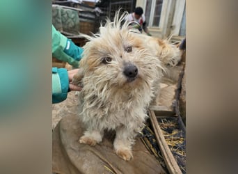 Fred - genießt Streicheleinheiten