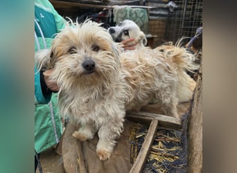 Fred - genießt Streicheleinheiten