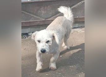 Marley - freundlich und verträglich