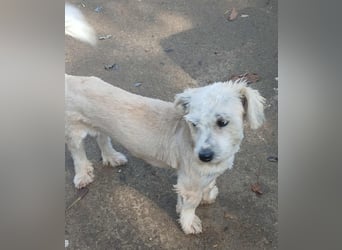 Marley - freundlich und verträglich