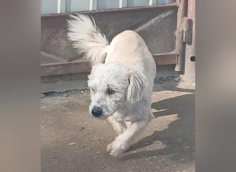 Marley - freundlich und verträglich