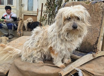 Fred - genießt Streicheleinheiten