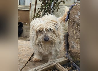 Fred - genießt Streicheleinheiten