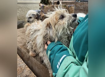 Fred - genießt Streicheleinheiten