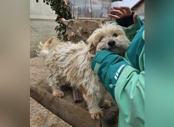 Fred - genießt Streicheleinheiten