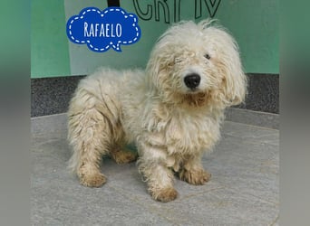 Rafaelo braucht dringend ein Zuhause