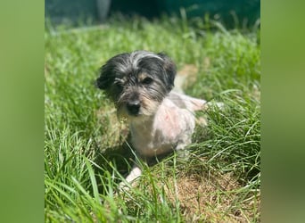 Cooper