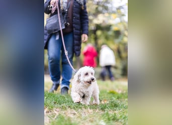 HATCHI-sehr anhänglicher,zärtlicher,lieber kleiner Bub auf der Suche nach seinem liebevollen Zuhause