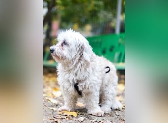 HATCHI-sehr anhänglicher,zärtlicher,lieber kleiner Bub auf der Suche nach seinem liebevollen Zuhause