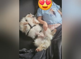 MILO auf der Suche nach seinem liebevollen Für-immer-Zuhause