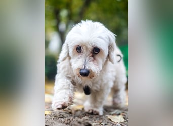 HATCHI-sehr anhänglicher,zärtlicher,lieber kleiner Bub auf der Suche nach seinem liebevollen Zuhause